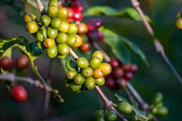Arabica vs Robusta: A Guide to Types of Coffee Beans